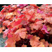 Гейхера Саузен Комфорт (Heuchera Southern Comfort) Гейхера Саузен Комфорт (Heuchera Southern Comfort)