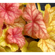 Гейхера Шампань (Heuchera Champagne) Гейхера Шампань (Heuchera Champagne)