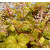 Гейхера Шампань (Heuchera Champagne) Гейхера Шампань (Heuchera Champagne)