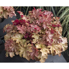 Гейхера Ворлд Кафе Амаретто (Heuchera World Caffe Amaretto) Гейхера Ворлд Кафе Амаретто (Heuchera World Caffe Amaretto)