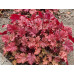 Гейхера Ворлд Кафе Амаретто (Heuchera World Caffe Amaretto) Гейхера Ворлд Кафе Амаретто (Heuchera World Caffe Amaretto)