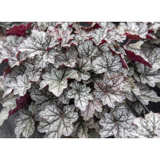Гейхера Ворлд Кафе Коретто (Heuchera World Caffe Corretto) Гейхера Ворлд Кафе Коретто (Heuchera World Caffe Corretto)