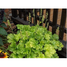 Гейхера Ворлд Кафе Лайм Американо (Heuchera World Caffe Lime Americano) Гейхера Ворлд Кафе Лайм Американо (Heuchera World Caffe Lime Americano)