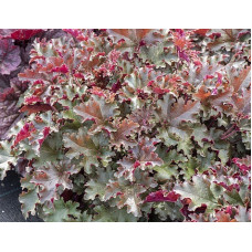 Гейхера Ворлд Кафе Лунго (Heuchera World Caffe Lungo) Гейхера Ворлд Кафе Лунго (Heuchera World Caffe Lungo)