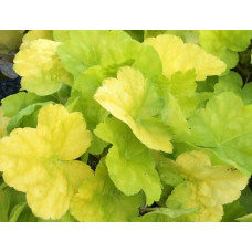 Гейхера Ворлд Кафе Романо (Heuchera World Caffe Romano) Гейхера Ворлд Кафе Романо (Heuchera World Caffe Romano)