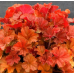 Гейхера Эмбер Си (Heuchera Amber Sea) Гейхера Эмбер Си (Heuchera Amber Sea)
