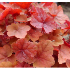Гейхера Эмбер Си (Heuchera Amber Sea) Гейхера Эмбер Си (Heuchera Amber Sea)