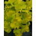 Гейхера Лемон Динозавр (Heuchera Lemon Dinosaur) Гейхера Лемон Динозавр (Heuchera Lemon Dinosaur)