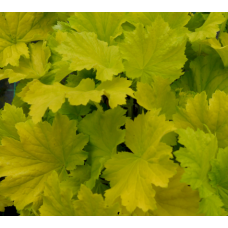 Гейхера Лемон Динозавр (Heuchera Lemon Dinosaur) Гейхера Лемон Динозавр (Heuchera Lemon Dinosaur)