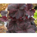 Гейхера Магнум (Heuchera Magnum) Гейхера Магнум (Heuchera Magnum)