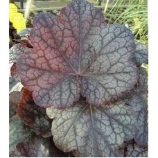 Гейхера Магнум (Heuchera Magnum) Гейхера Магнум (Heuchera Magnum)