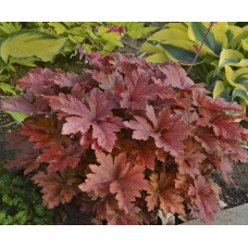 Гейхера Хопскотч (Heucherella Hopscotch) Гейхера Хопскотч (Heucherella Hopscotch)