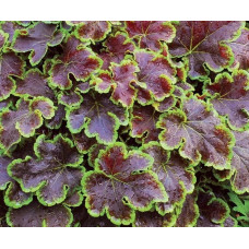 Гейхера Солар Эклипс (Heucherella Solar Eclipse) Гейхера Солар Эклипс (Heucherella Solar Eclipse)