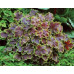 Гейхера Солар Эклипс (Heucherella Solar Eclipse) Гейхера Солар Эклипс (Heucherella Solar Eclipse)