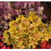 Гейхера Солар Эклипс (Heucherella Solar Eclipse) Гейхера Солар Эклипс (Heucherella Solar Eclipse)