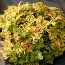 Гейхера Спайси Лайм (Heucherella Spicy Lime) Гейхера Спайси Лайм (Heucherella Spicy Lime)