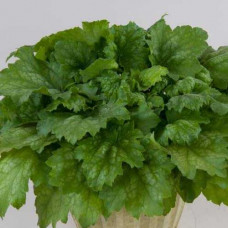 Гейхера Кира Грин Ти (Heuchera Kira Green Tea) Гейхера Кира Грин Ти (Heuchera Kira Green Tea)