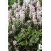 Гейхера Энжел Вингс (Tiarella Angel Wings) Гейхера Энжел Вингс (Tiarella Angel Wings)