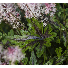 Гейхера Энжел Вингс (Tiarella Angel Wings) Гейхера Энжел Вингс (Tiarella Angel Wings)