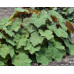 Гейхера Браунис (Heuchera Brownies) Гейхера Браунис (Heuchera Brownies)