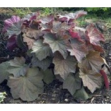 Гейхера Браунис (Heuchera Brownies) Гейхера Браунис (Heuchera Brownies)