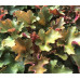 Гейхера Септембер Морн (Heuchera September Morn) Гейхера Септембер Морн (Heuchera September Morn)