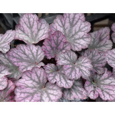 Гейхера Сильвер Лорд (Heuchera Silver Lord) Гейхера Сильвер Лорд (Heuchera Silver Lord)