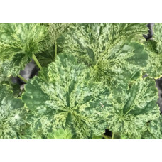 Гейхера Сноу Энджел (Heuchera Snow Angel) Гейхера Сноу Энджел (Heuchera Snow Angel)