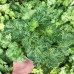 Гейхера Сноу Энджел (Heuchera Snow Angel) Гейхера Сноу Энджел (Heuchera Snow Angel)