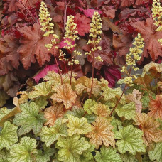 Гейхера Топаз Джаз (Heuchera Topaz Jazz) Гейхера Топаз Джаз (Heuchera Topaz Jazz)