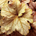 Гейхера Топаз Джаз (Heuchera Topaz Jazz) Гейхера Топаз Джаз (Heuchera Topaz Jazz)