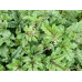 Гейхера Кимоно (Heucherella Kimono) Гейхера Кимоно (Heucherella Kimono)