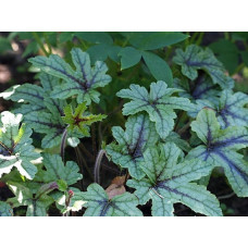 Гейхера Кимоно (Heucherella Kimono) Гейхера Кимоно (Heucherella Kimono)