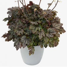 Гейхера Крэйкед Айс (Heucherella Cracked Ice) Гейхера Крэйкед Айс (Heucherella Cracked Ice)