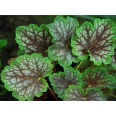 Гейхера Бьюти Колор (Heuchera Beauty Color) Гейхера Бьюти Колор (Heuchera Beauty Color)