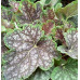 Гейхера Бьюти Колор (Heuchera Beauty Color) Гейхера Бьюти Колор (Heuchera Beauty Color)