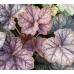 Гейхера Бьюти Колор (Heuchera Beauty Color) Гейхера Бьюти Колор (Heuchera Beauty Color)