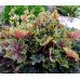 Гейхера Бьюти Колор (Heuchera Beauty Color) Гейхера Бьюти Колор (Heuchera Beauty Color)