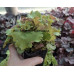 Гейхера Фрилли (Heuchera Frilly) Гейхера Фрилли (Heuchera Frilly)
