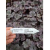 Гейхера Грейп Таймлесс (Heuchera Grape Timeless) Гейхера Грейп Таймлесс (Heuchera Grape Timeless)