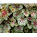 Гейхера Грин Спайс (Heuchera Green Spice) Гейхера Грин Спайс (Heuchera Green Spice)