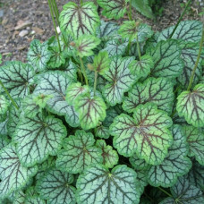 Гейхера Грин Спайс (Heuchera Green Spice) Гейхера Грин Спайс (Heuchera Green Spice)