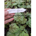 Гейхера Грин Спайс (Heuchera Green Spice) Гейхера Грин Спайс (Heuchera Green Spice)