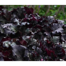 Гейхера Гро Фаст Блэк (Heuchera Gro Fast Black) Гейхера Гро Фаст Блэк (Heuchera Gro Fast Black)