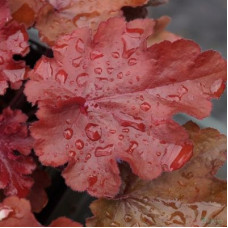 Гейхера Карменсита (Heuchera Carmencita) Гейхера Карменсита (Heuchera Carmencita)