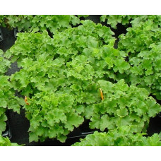 Гейхера Малахит (Heuchera Malachite) Гейхера Малахит (Heuchera Malachite)