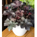 Гейхера Рокис Блэк (Heuchera Rockies Black) Гейхера Рокис Блэк (Heuchera Rockies Black)
