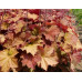 Гейхера Рекс Дарк Амбер (Heuchera Rex Dark Amber) Гейхера Рекс Дарк Амбер (Heuchera Rex Dark Amber)