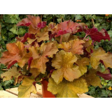 Гейхера Рекс Дарк Амбер (Heuchera Rex Dark Amber) Гейхера Рекс Дарк Амбер (Heuchera Rex Dark Amber)