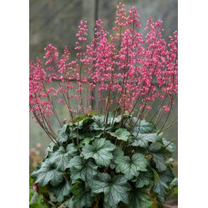Гейхера Рекс Пепперминт (Heuchera Rex Peppermint) Гейхера Рекс Пепперминт (Heuchera Rex Peppermint)